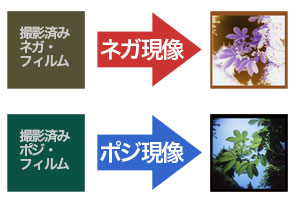 フィルムタイプにより専用の現像処理がある