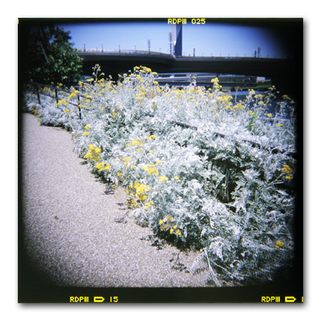 HOLGA写真2002