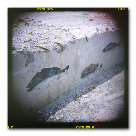 HOLGA写真2002