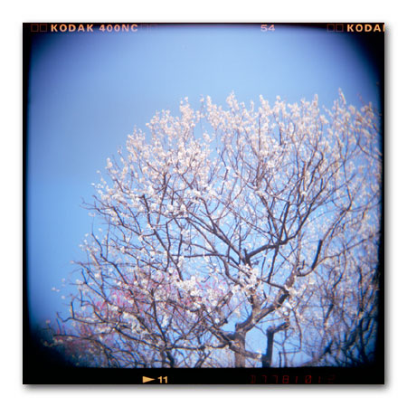 HOLGA写真2003 冬