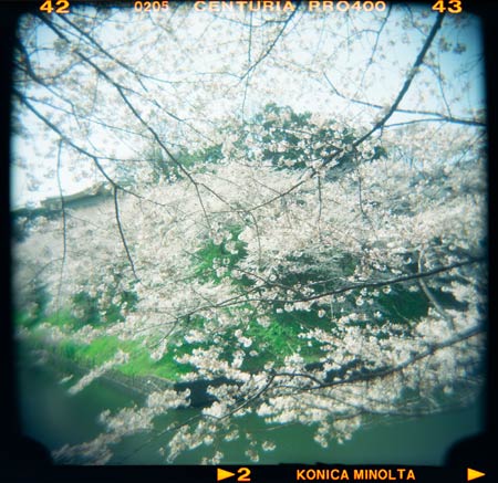 千鳥ヶ淵の桜