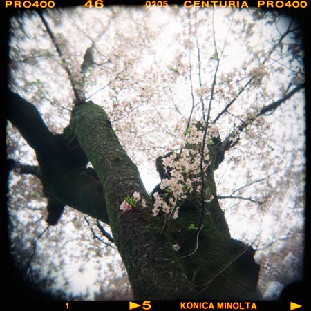 桜