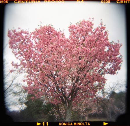 奈良公園の桜