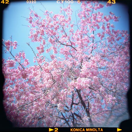 桜