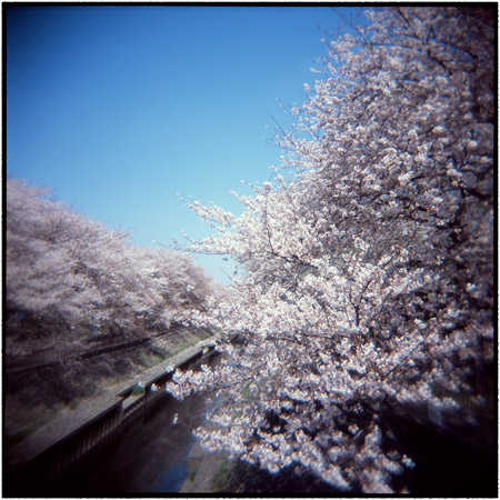 sakura-2013