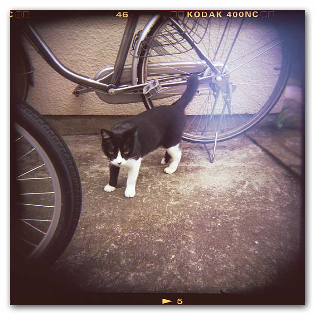 ホルガ猫