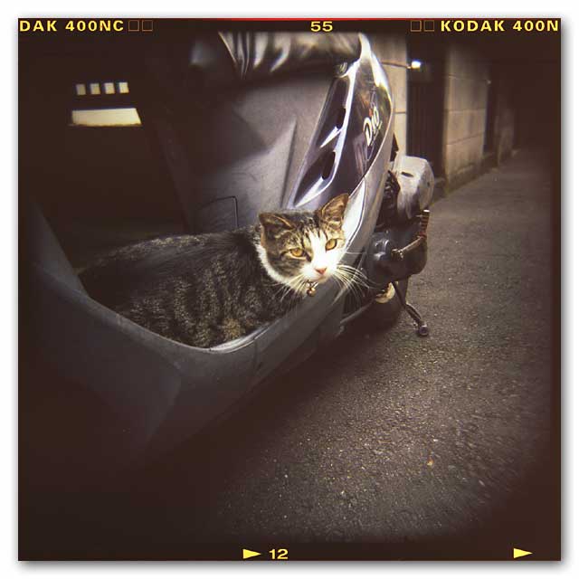 ホルガ猫