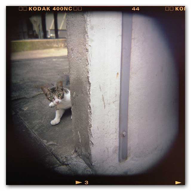 ホルガ猫