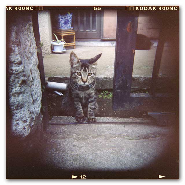 ホルガ猫
