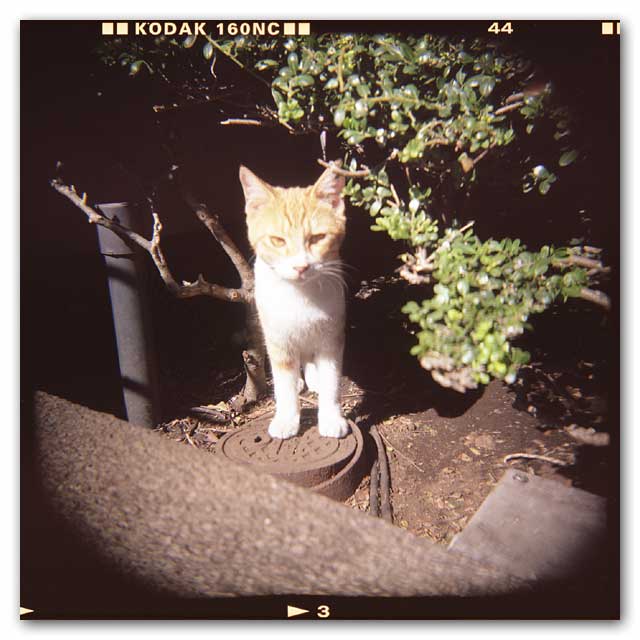 ホルガ猫