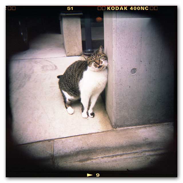 ホルガ猫