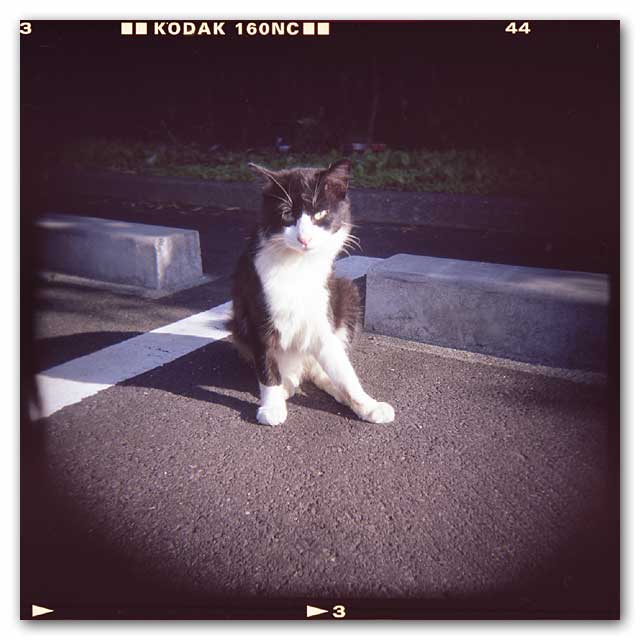 ホルガ猫