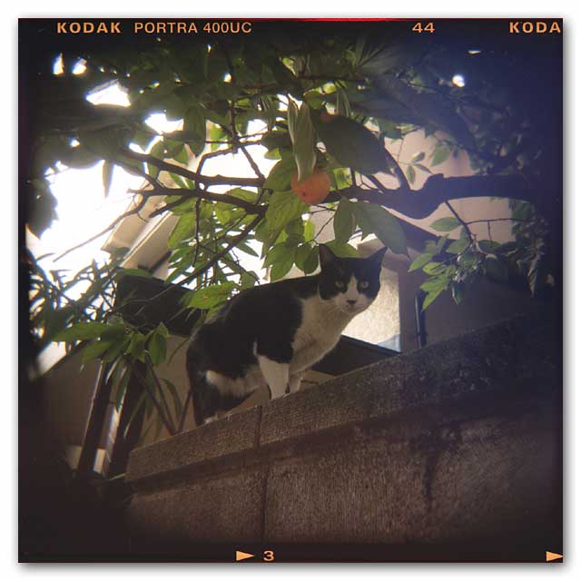 ホルガ猫