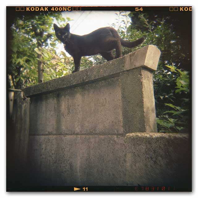 ホルガ猫