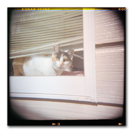 ホルガ猫1