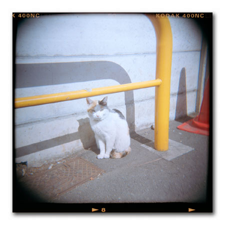 ホルガ猫3