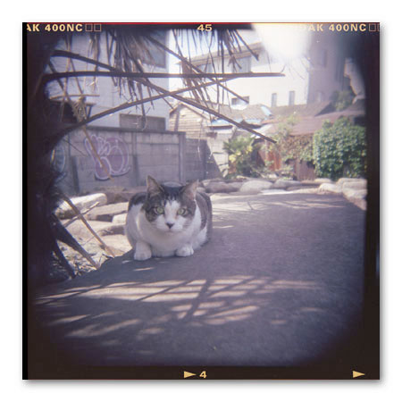 ホルガ猫4