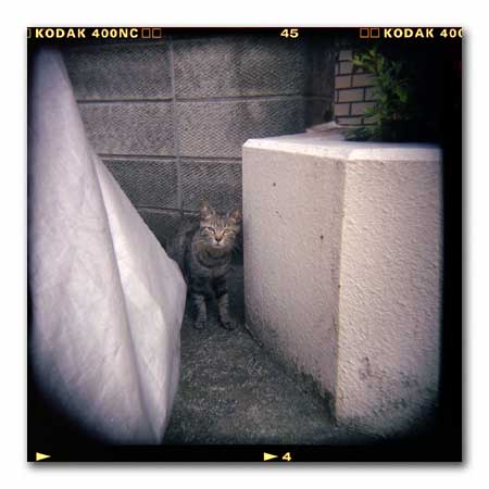 ホルガ猫7