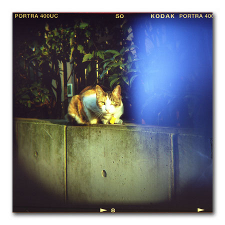 ホルガ猫8