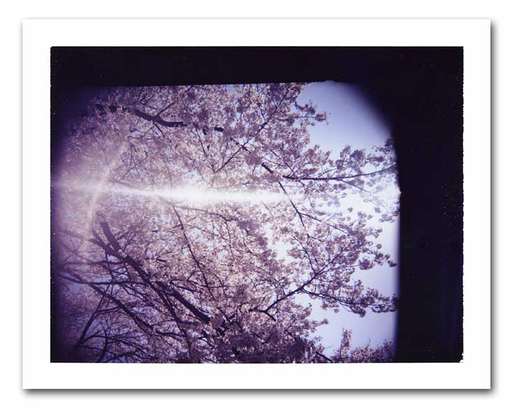 ポラ桜